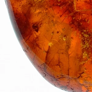 Fern leaf & insect preserved fossils in Amber natural gemstone inclusions 18.4ct - Picture 1 of 7