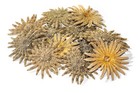 Multileg Sunflower Starfish Sea Shell Wedding Real Beach Craft 2"-3"(12 pcs) #52