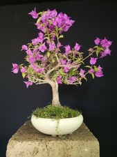 BONSAI DI BOUGANVILLEA