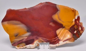 MOOKAITE Polished Slice, FOSSIL RADIOLARIAN Western Australia S968 - Bild 1 von 4