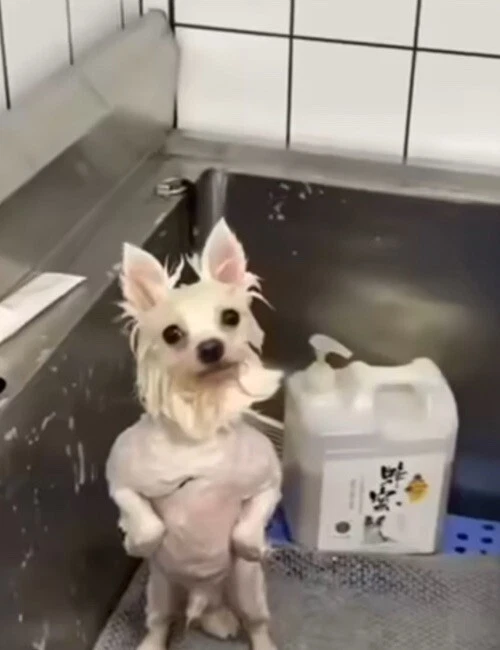 Средство от блох и клещей Sergeant's Bansect Squeeze-on для собак - Изображение 1 из 1