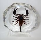 Table Stand Asian Forest Black Scorpion Specimen Clear Lucite Block BCD017-4