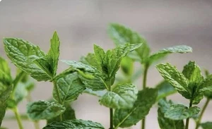 10 Bare Root Peppermint (mentha X Piperita) Plants - Picture 1 of 1