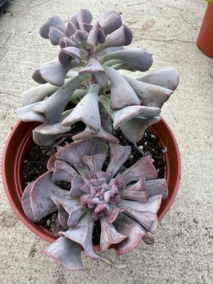 Echeveria Cubic Frost  Rooted Rare Live Easy Care Plant 6” Full Pot - Image 1 of 4
