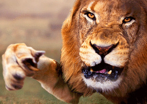  South African Lion Attacking  - 3D Postcard Lenticular - Greeting Card  