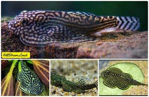 PACK OF 5 - Striped Butterfly Reticulated Tiger Hillstream Loach Algae Eater - Picture 1 of 1