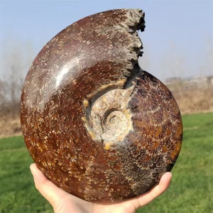 5.06 LB Fósil de Amonita Natural Reiki Cristal Espécimen Decoración Mineral Cristal Regalo - Imagen 1 de 11