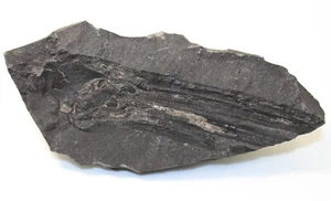 Artropode, Ceratiocaris bohemica, Silur, valle di Kosor presso Radotin, CZE -eb8794 - Foto 1 di 5
