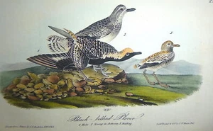 Audubon 1°ed Octavo PILOVER PANCIA NERA Birds of America originale 1840 - Foto 1 di 6