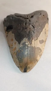 Diente de tiburón megalodon Carcharodon Carolina del Sur - Imagen 1 de 7
