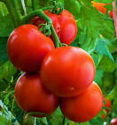 Ace 55 Tomato Seeds | Indeterminate Farmers Market Beefsteak Vegetable Seed 2024