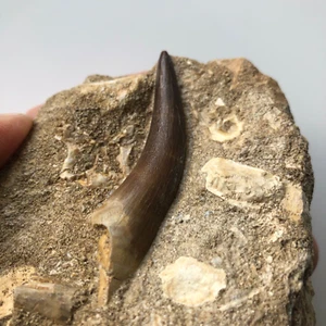 Plesiosaur Tooth, Marine Reptile, Finest Grade Authentic with Original Matrix - Picture 1 of 13