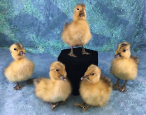 SALE! One fluffy Posable taxidermy Long Island Duck Baby duckling-ylw duckling