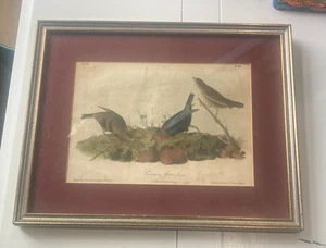 Litografía original Audubon impresión en color común vaca-pájaro octavo placa de impresión 212 - Imagen 1 de 13