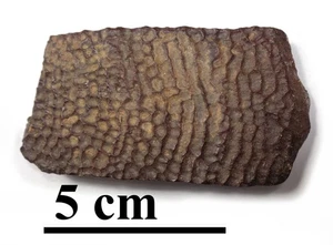 NEUESTE! Top Schildkrötenpanzer, Spätkreide, Turonian, 90 ma, Usbekistan #2 - Bild 1 von 3