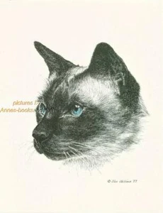 #159 * SIAMESE CAT portrait pen & ink print done by Jan Jellins - Picture 1 of 1