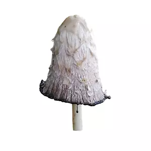 Tappo inchiostro shaggy criniera fungo coltura liquida Coprinus comatus shaggy - Foto 1 di 2
