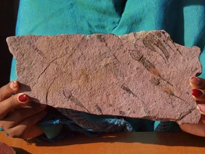 Detailed Scyphocrinites CRINOID Fossil Group from Morocco 480 Million Years Old - Picture 1 of 4