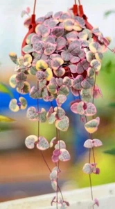 Ceropegia Chain of Heart variegated 🏵️ cutting 15cm length Succulent - Picture 1 of 2