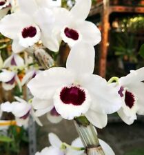 Dendrobium Yukidaruma :king"  4in super fragrant blooming size 45$