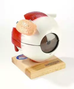 Denoyer Geppert Giant Eye w/Functional Lens 6 Times Full Size 5-Part Model - Picture 1 of 2