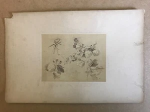 Original Photograph circa 1865 Flower Studies Études de fleurs by Lelong RARE! - Picture 1 of 2