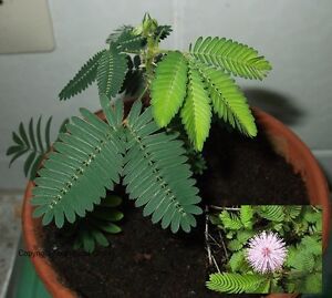 Süßer Duft / Samen Echte Mimose / Balkon - & Zimmerpflanze