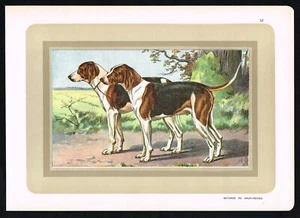 Antiker 30er Jahre Manufrance Hundedruck - Batards du Haut-Poitou Hounds Lithographie - Bild 1 von 6