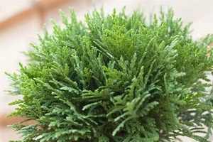 Thuja occidentalis 'Danica', Kugel-Lebensbaum, immergrün, 15–20 cm - Bild 1 von 13