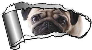 XL 20x30 cm Rasgado Abierto GASH Metal Rasgado con Linda Calcomanía Pegatina Coche Mascota PUG Perro - Imagen 1 de 1