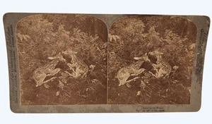Antike Stereoview-Karte von 1895 "Babes im Wald" von Geo. Barker - Bild 1 von 3