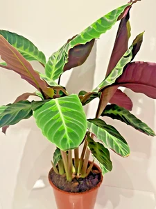Calathea Warscewiczi Velvet Plant, bluegrass Rufibarba Prayer Plant, - Picture 1 of 9