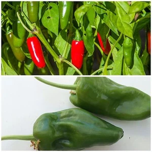 Chili Samen Klassiker Tapas Mix Pimientos de Padron Jalapeño - Bild 1 von 4