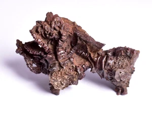 CRINOID FOSSIL , CALCEOLISPONGIA, PERMIAN, WESTERN AUSTRALIA CR09 - Bild 1 von 14