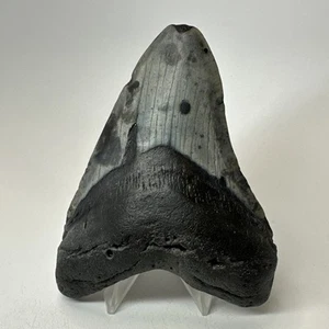Megalodon Shark Tooth 4.59 Inch - Authentic - Beautiful Fossil - Real 19503 - Picture 1 of 8