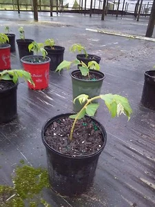 Muntingia Calabura strawberry tree live plant rare 10 pack free shipping - Picture 1 of 7