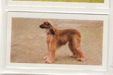 Hornimans Tea Dog Cards 1961. Afghan Hound