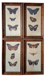 Arte de pared H Hal Kramer Chicago colección antigua impresiones de mariposas enmarcado de insectos - Imagen 1 de 10