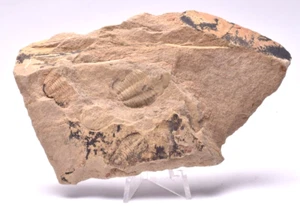 FÓSIL DE TRILOBITE, HSUASPIS BILOBATA, CÁMBRICO, ISLA CANGURO, AUSTRALIA F05 - Imagen 1 de 4