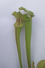 Pianta carnivora, incrocio di Sarracenia, PIANTA VIVA (taglia M) + guida