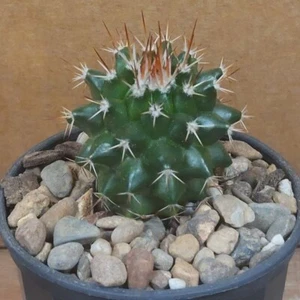 Mammillaria Multiseta-Pueblacki Cactus Plants - Unique Collector’s Item! - Picture 1 of 5