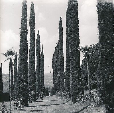 ITALIE C. 1955 - Allée De Cyprès  Jardin  Villa  Negrar - Div 11437 • 25€