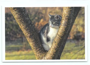 1 AK Katze "Im Ansitz" - NEU !!! (^..^) ___~~ w - Bild 1 von 1