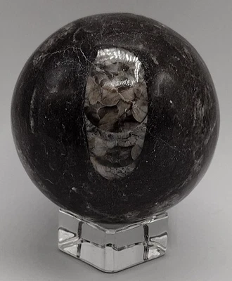 Orthoceras Fossil Sphere 65.7mm 396g Polished Black Marble Fossil Stone Morocco - Image 1 of 4