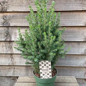 Picea glauca December - Evergreen Tree Grown In 2 Litre Pot - Picture 1 of 7
