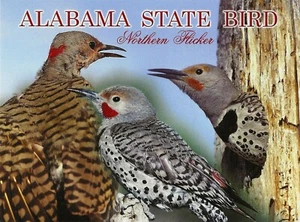 Postcard Alabama State Bird Northern Flicker (Colaptes auratus) Unused MINT - Picture 1 of 1