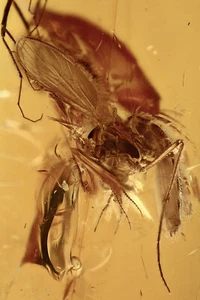 Very Rare CHAOBORIDAE Phantom Midge Fossil Genuine BALTIC AMBER + HQ Pic 190604 - Picture 1 of 5