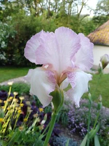 Schwertlilie 'Mod Mode' (TB = hohe Bart-Iris) Plicata - Bild 1 von 7