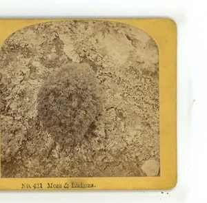 Moss & Lichens Plants Kilburn Stereoview - Picture 1 of 4