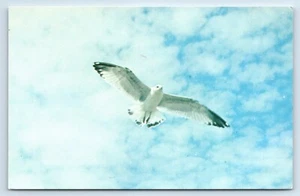 Cartolina Saluti da Cape Ann Massachusetts - Foto 1 di 2